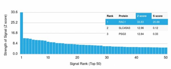 Analysis of Protein Array containing more than 19,000 full-length human proteins using Ras-related C3 botulinum toxin substrate 1Monoclonal Antibody (CPTC-RAC1-1).Z- and S- Score: The Z-score represents the strength of a signal that a monoclonal antibody (MAb) (in combination with a fluorescently-tagged anti-IgG secondary antibody) produces when binding to a particular protein on the HuProtTM array. Z-scores are described in units of standard deviations (SD's) above the mean value of all signals generated on that array. If targets on HuProtTM are arranged in descending order of the Z-score, the S-score is the difference (also in units of SD's) between the Z-score. S-score therefore represents the relative target specificity of a MAb to its intended target.  A MAb is considered to specific to its intended target, if the MAb has an S-score of at least 2.5. For example, if a MAb binds to protein X with a Z-score of 43 and to protein Y with a Z-score of 14, then the S-score for the binding of that MAb to protein X is equal to 29.