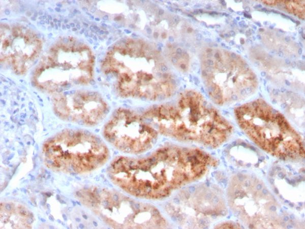 Formalin-fixed, paraffin-embedded human kidney stained with RBP4 Mouse Monoclonal Antibody (RBP4/4050).