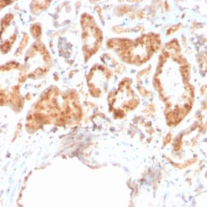 Formalin-fixed, paraffin-embedded human kidney stained with RBP4 Mouse Monoclonal Antibody (RBP4/4316).
