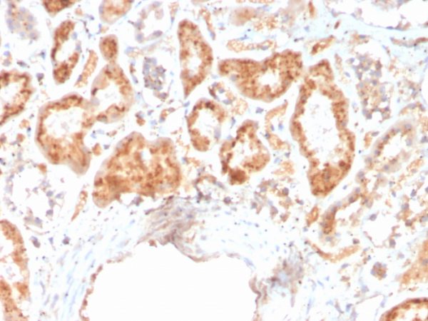 Formalin-fixed, paraffin-embedded human kidney stained with RBP4 Mouse Monoclonal Antibody (RBP4/4316).