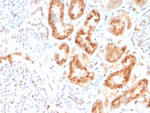 Formalin-fixed, paraffin-embedded human kidney stained with RBP4 Mouse Monoclonal Antibody (RBP4/4316).