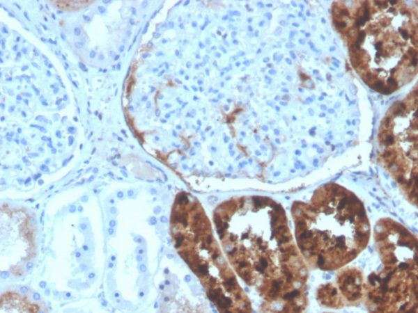 Formalin-fixed, paraffin-embedded human kidney stained with RBP4 Mouse Monoclonal Antibody (RBP4/4320).