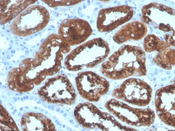 Formalin-fixed, paraffin-embedded human kidney stained with RBP4 Mouse Monoclonal Antibody (RBP4/4320).