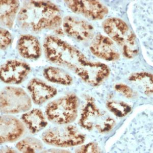 Formalin-fixed, paraffin-embedded human kidney stained with RBP4 Mouse Monoclonal Antibody (RBP4/4043).