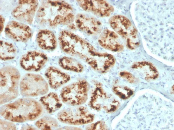 Formalin-fixed, paraffin-embedded human kidney stained with RBP4 Mouse Monoclonal Antibody (RBP4/4043).