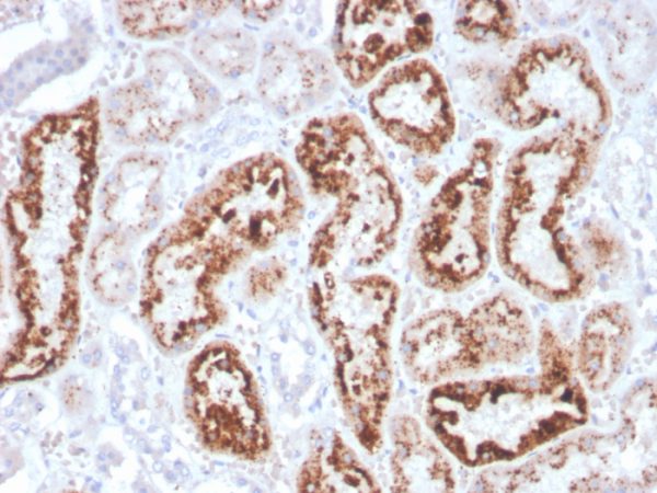 Formalin-fixed, paraffin-embedded human kidney stained with RBP4 Mouse Monoclonal Antibody (RBP4/4043).