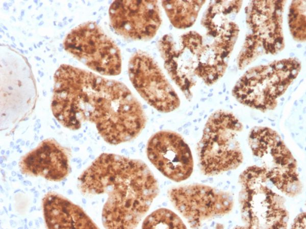Formalin-fixed, paraffin-embedded human kidney stained with RBP4 Mouse Monoclonal Antibody (RBP4/4045).