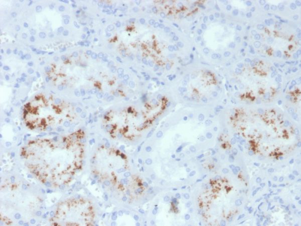 Formalin-fixed, paraffin-embedded human kidney stained with RBP4 Mouse Monoclonal Antibody (RBP4/4047).
