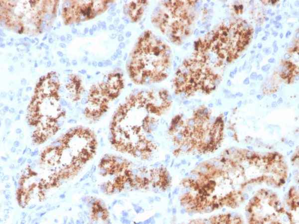 Formalin-fixed, paraffin-embedded human kidney stained with RBP4 Mouse Monoclonal Antibody (RBP4/4048).