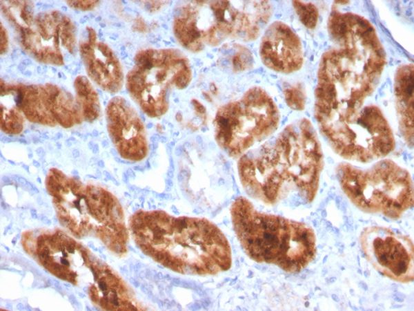 Formalin-fixed, paraffin-embedded human kidney stained with RBP4 Mouse Monoclonal Antibody (RBP4/4049).