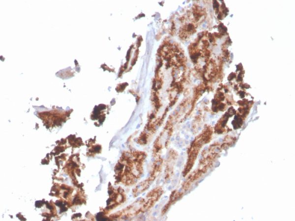 Formalin-fixed, paraffin-embedded human kidney stained with RBP4 Mouse Monoclonal Antibody (RBP4/4049).