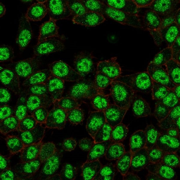 Immunofluorescence Analysis of PFA-fixed HeLa cells using NF-kB p65 / RELA Mouse Monoclonal Antibody (PCRP-RELA-2B6) followed by goat anti-mouse IgG-CF488 (green). CF640A phalloidin (red).