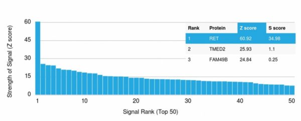 Analysis of Protein Array containing more than 19,000 full-length human proteins using RET Mouse Monoclonal Antibody (RET/2795). Z- and S- Score: The Z-score represents the strength of a signal that a monoclonal antibody (MAb) (in combination with a fluorescently-tagged anti-IgG secondary antibody) produces when binding to a particular protein on the HuProtTM array. Z-scores are described in units of standard deviations (SD's) above the mean value of all signals generated on that array. If targets on HuProtTM are arranged in descending order of the Z-score, the S-score is the difference (also in units of SD's) between the Z-score. S-score therefore represents the relative target specificity of a MAb to its intended target. A MAb is considered to specific to its intended target, if the MAb has an S-score of at least 2.5. For example, if a MAb binds to protein X with a Z-score of 43 and to protein Y with a Z-score of 14, then the S-score for the binding of that MAb to protein X is equal to 29.