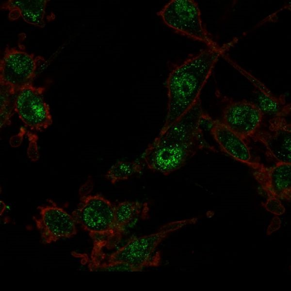 Immunofluorescence Analysis of PFA-fixed U87 cells using TRIM27 Mouse Monoclonal Antibody (PCRP-TRIM27-1B3) followed by goat anti-mouse IgG-CF488 (green). CF640A phalloidin (red).