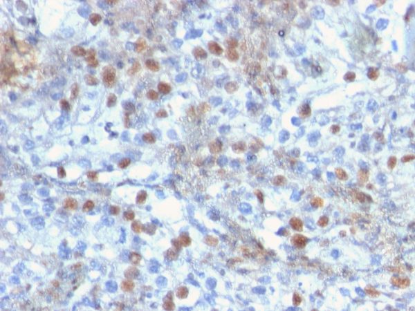 Formalin-fixed, paraffin-embedded human kidney stained with ROR-gamma / RORC Mouse Monoclonal Antibody (RORC/2941).