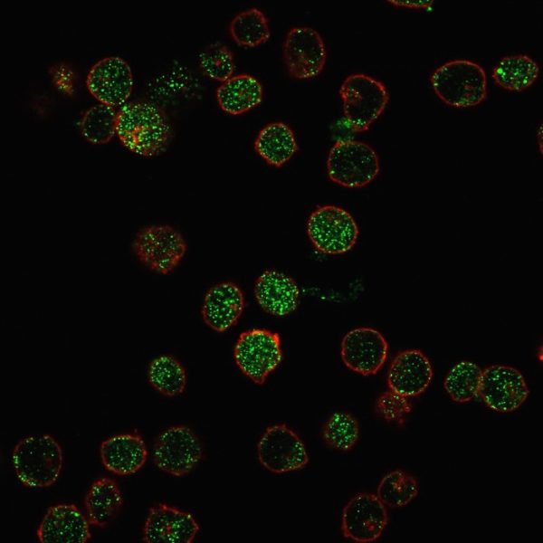 Immunofluorescence staining of PFA-fixed MOLT4 cells with ROR-gamma / RORC Mouse Monoclonal Antibody (RORC/2941) followed by goat anti-mouse IgG-CF488. Nuclei counterstained with RedDot.