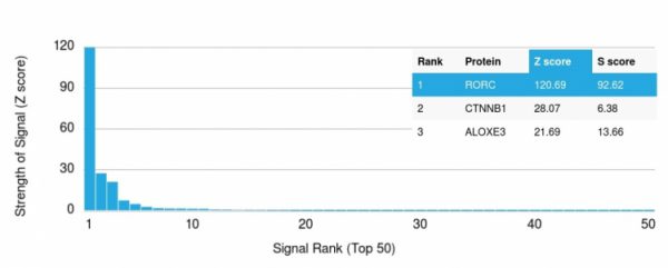 Analysis of Protein Array containing more than 19,000 full-length human proteins using ROR-gamma / RORC Mouse Monoclonal Antibody (RORC/2941). Z- and S- Score: The Z-score represents the strength of a signal that a monoclonal antibody (MAb) (in combination with a fluorescently-tagged anti-IgG secondary antibody) produces when binding to a particular protein on the HuProtTM array. Z-scores are described in units of standard deviations (SD&apos;s) above the mean value of all signals generated on that array. If targets on HuProtTM are arranged in descending order of the Z-score, the S-score is the difference (also in units of SD&apos;s) between the Z-score. S-score therefore represents the relative target specificity of a MAb to its intended target.  A MAb is considered to specific to its intended target, if the MAb has an S-score of at least 2.5. For example, if a MAb binds to protein X with a Z-score of 43 and to protein Y with a Z-score of 14, then the S-score for the binding of that MAb to protein X is equal to 29.