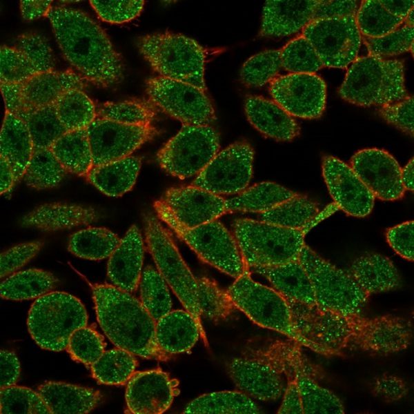 RXRB Antibody - Image 2