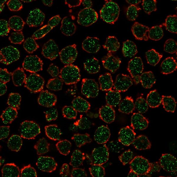 RXRB Antibody - Image 3