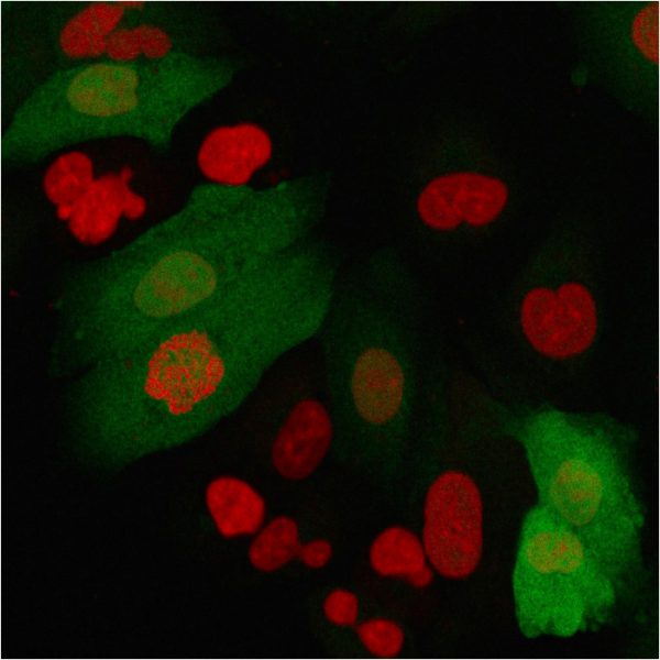 Immunofluorescence staining of A549 cells using S100A4 Recombinant Rabbit Monoclonal Antibody (S100A4/2750R) followed by goat anti-Mouse IgG-CF488 (green). Nuclei are stained with Reddot.