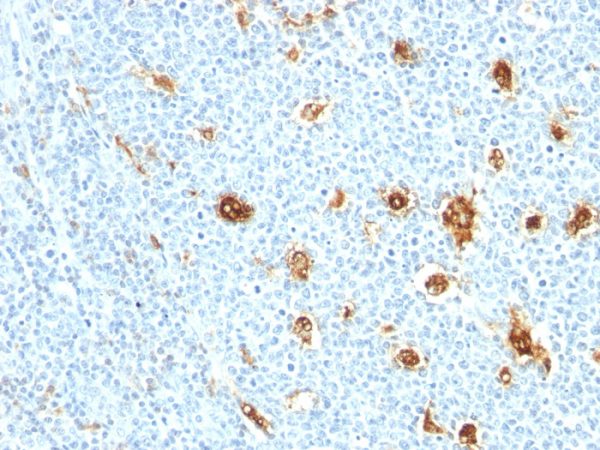 Formalin-fixed, paraffin-embedded human tonsil stained with MRP14 Monoclonal Antibody (MRP14/840)