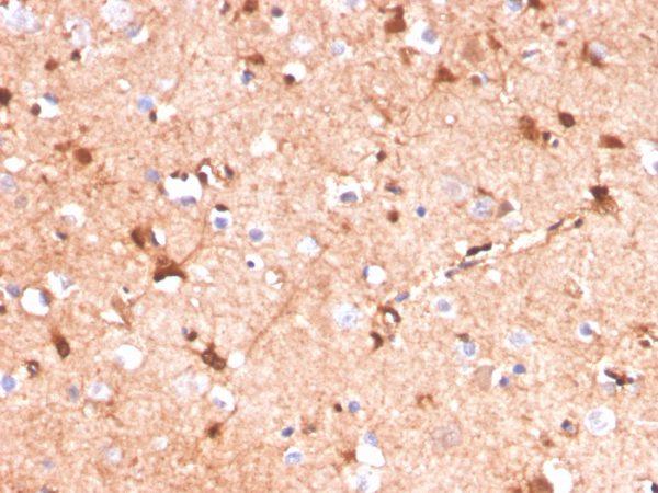 Formalin-fixed, paraffin-embedded human cerebellum stained with S100B Mouse Monoclonal Antibody (S100B/4141).