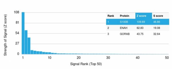 Analysis of Protein Array containing more than 19,000 full-length human proteins using S100B Mouse Recombinant Monoclonal Antibody (rS100B/1896). Z- and S- Score: The Z-score represents the strength of a signal that a monoclonal antibody (MAb) (in combination with a fluorescently-tagged anti-IgG secondary antibody) produces when binding to a particular protein on the HuProtTM array. Z-scores are described in units of standard deviations (SD&apos;s) above the mean value of all signals generated on that array. If targets on HuProtTM are arranged in descending order of the Z-score, the S-score is the difference (also in units of SD&apos;s) between the Z-score. S-score therefore represents the relative target specificity of a MAb to its intended target.  A MAb is considered to be specific to its intended target, if the MAb has an S-score of at least 2.5. For example, if a MAb binds to protein X with a Z-score of 43 and to protein Y with a Z-score of 14, then the S-score for the binding of that MAb to protein X is equal to 29.