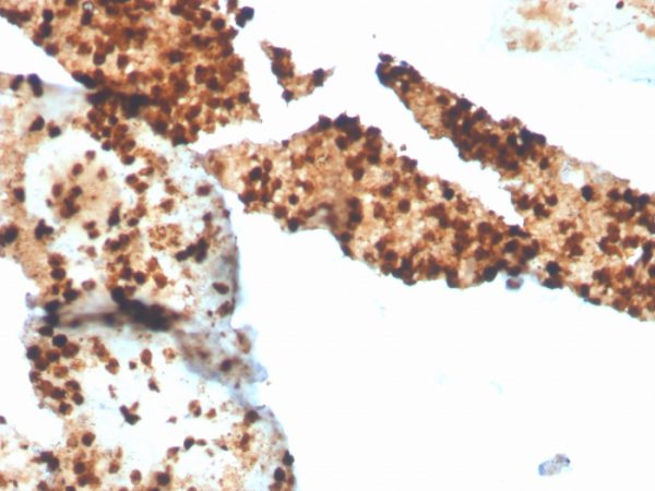 Formalin-fixed, paraffin-embedded human spleen stained with S100P Recombinant Rabbit Monoclonal Antibody (S100P/4386R).