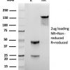 Gamma-parvin Antibody - Image 2