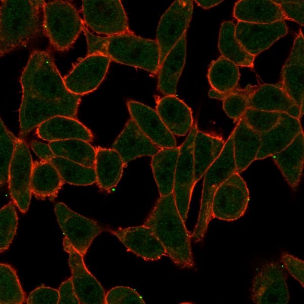 Immunofluorescence Analysis of HeLa cells using SCXA Mouse Monoclonal Antibody (PCRP-SCXA-2D11) followed by goat anti-mouse IgG-CF488 (green). CF640A phalloidin (red).