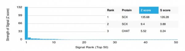 Analysis of Protein Array containing more than 19,000 full-length human proteins using SCXA Mouse Monoclonal Antibody (PCRP-SCXA-2D11). Z- and S- Score: The Z-score represents the strength of a signal that a monoclonal antibody (MAb) (in combination with a fluorescently-tagged anti-IgG secondary antibody) produces when binding to a particular protein on the HuProtTM array. Z-scores are described in units of standard deviations (SD's) above the mean value of all signals generated on that array. If targets on HuProtTM are arranged in descending order of the Z-score, the S-score is the difference (also in units of SD's) between the Z-score. S-score therefore represents the relative target specificity of a MAb to its intended target.  A MAb is considered to specific to its intended target, if the MAb has an S-score of at least 2.5. For example, if a MAb binds to protein X with a Z-score of 43 and to protein Y with a Z-score of 14, then the S-score for the binding of that MAb to protein X is equal to 29.