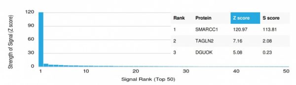 Analysis of Protein Array containing more than 19,000 full-length human proteins using SMARCC1 / BAF155 Mouse Monoclonal Antibody (PCRP-SMARCC1-1F1). Z- and S- Score: The Z-score represents the strength of a signal that a monoclonal antibody (MAb) (in combination with a fluorescently-tagged anti-IgG secondary antibody) produces when binding to a particular protein on the HuProtTM array. Z-scores are described in units of standard deviations (SD's) above the mean value of all signals generated on that array. If targets on HuProtTM are arranged in descending order of the Z-score, the S-score is the difference (also in units of SD's) between the Z-score. S-score therefore represents the relative target specificity of a MAb to its intended target.  A MAb is considered to specific to its intended target, if the MAb has an S-score of at least 2.5. For example, if a MAb binds to protein X with a Z-score of 43 and to protein Y with a Z-score of 14, then the S-score for the binding of that MAb to protein X is equal to 29.