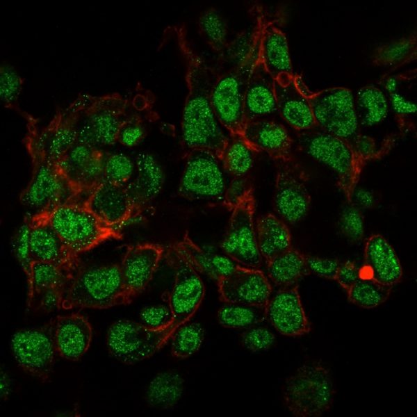 Immunofluorescence staining of paraformaldehyde-fixed HepG2 cells with SUMO-2 Monoclonal Antibody (SPM572) followed by goat anti-Mouse IgG-CF488 (Green). Membrane are labeled with Phalloidin (Red).