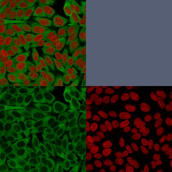 Confocal immunofluorescence image of HeLa cells using Fascin-1 Mouse Monoclonal Antibody (FSCN1/416). Green (CF488) and Reddot is used to label the nuclei Red.