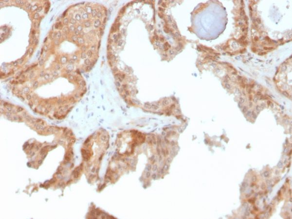 Formalin-fixed, paraffin-embedded human prostate stained with Superoxide Dismutase 1 Mouse Monoclonal Antibody (SOD1/4330).