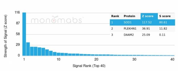 Analysis of Protein Array containing more than 19,000 full-length human proteins using  Superoxide Dismutase 1 Mouse Monoclonal Antibody (SOD1/4330). Z- and S- Score: The Z-score represents the strength of a signal that a monoclonal antibody (MAb) (in combination with a fluorescently-tagged anti-IgG secondary antibody) produces when binding to a particular protein on the HuProtTM array. Z-scores are described in units of standard deviations (SD's) above the mean value of all signals generated on that array. If targets on HuProtTM are arranged in descending order of the Z-score, the S-score is the difference (also in units of SD's) between the Z-score. S-score therefore represents the relative target specificity of a MAb to its intended target.  A MAb is considered to specific to its intended target, if the MAb has an S-score of at least 2.5. For example, if a MAb binds to protein X with a Z-score of 43 and to protein Y with a Z-score of 14, then the S-score for the binding of that MAb to protein X is equal to 29.