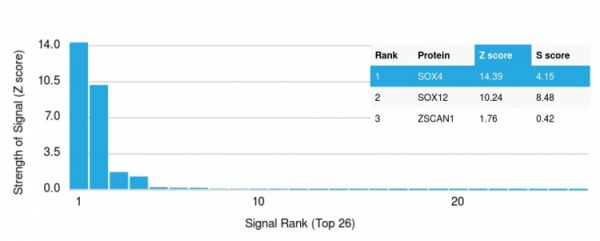 Analysis of Protein Array containing more than 19,000 full-length human proteins using SOX4 Mouse Monoclonal Antibody (SOX4/2540). Z- and S- Score: The Z-score represents the strength of a signal that a monoclonal antibody (MAb) (in combination with a fluorescently-tagged anti-IgG secondary antibody) produces when binding to a particular protein on the HuProtTM array. Z-scores are described in units of standard deviations (SD's) above the mean value of all signals generated on that array. If targets on HuProtTM are arranged in descending order of the Z-score, the S-score is the difference (also in units of SD's) between the Z-score. S-score therefore represents the relative target specificity of a MAb to its intended target. A MAb is considered to specific to its intended target, if the MAb has an S-score of at least 2.5. For example, if a MAb binds to protein X with a Z-score of 43 and to protein Y with a Z-score of 14, then the S-score for the binding of that MAb to protein X is equal to 29.