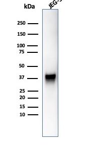 Western blot analysis of JEG-3 cell lysate using SPARC / Osteonectin Mouse Monoclonal Antibody (OSTN/3755).