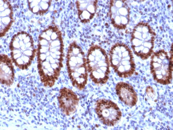 PU.1 (SPI-1) (B-Cell Marker) Antibody - Image 2