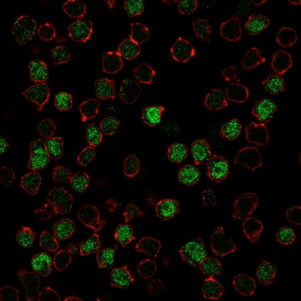 Immunofluorescence Analysis of PFA-fixed Ramos cells labeling PU.1 with PU.1 Mouse Monoclonal Antibody (PU1/2146) followed by goat anti-mouse IgG-CF488 (Green). Membrane is labeled with Phalloiden (Red).