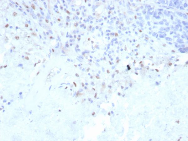 Recombinant PU.1 (SPI-1) (B-Cell Marker) Antibody - Image 2