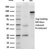 CD43 (T-Cell Marker) Antibody - Image 2