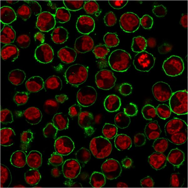 Immunofluorescence Analysis of K562 CD43 Mouse Monoclonal Antibody (SPN/3388) followed by goat anti-Mouse IgG-CF488 (Green). The nuclear counterstain is NucSpot&apos;Live 650.