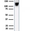 CD43 (T-Cell Marker) Antibody - Image 5
