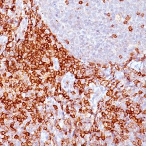 Formalin-fixed, paraffin-embedded human Spleen stained with CD43 Mouse Monoclonal Antibody (Bra7G).