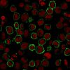 Recombinant CD43 (T-Cell Marker) Antibody - Image 3