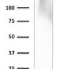 Recombinant CD43 (T-Cell Marker) Antibody - Image 4