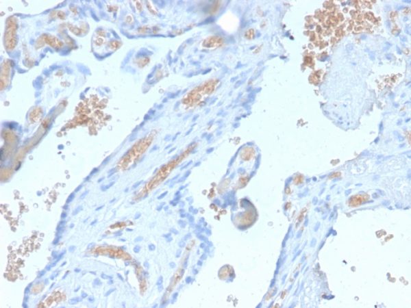 Formalin-fixed, paraffin-embedded human Pancreas stained with Spectrin alpha 1 Rabbit Recombinant Monoclonal Antibody (SPTA1/2939R).