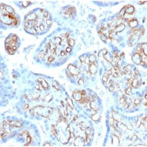 Formalin-fixed, paraffin-embedded human placenta stained with Fodrin, alpha Mouse Monoclonal Antibody (SPTAN1/3506).
