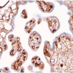Formalin-fixed, paraffin-embedded human placenta stained with Fodrin, alpha Mouse Monoclonal Antibody (SPTAN1/3507). HIER: Tris/EDTA, pH9.0, 45min. 2°C: HRP-polymer, 30min. DAB, 5min.